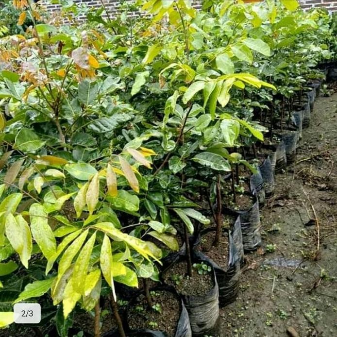 

Terlaris Bibit Buah Kelengkeng Aroma Durian