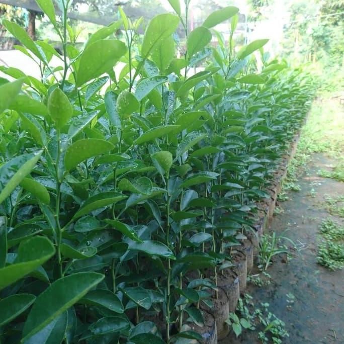 

Terlaris Hot Promo Super Subur Bibit Jeruk Nipis Unggul