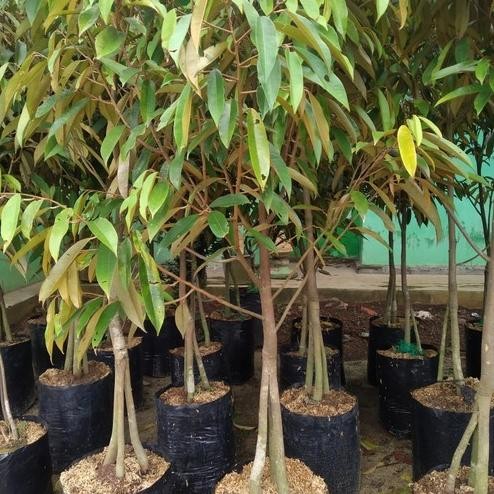 

Terlaris Bibit Durian Musangking Kaki 3 Tinggi 1 Meter Up - Durian Premium