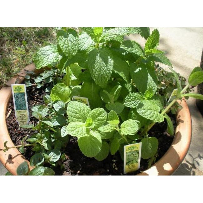 

Terlaris Biji Benih Bibit Daun Mint Herbal Import Uk Inggris