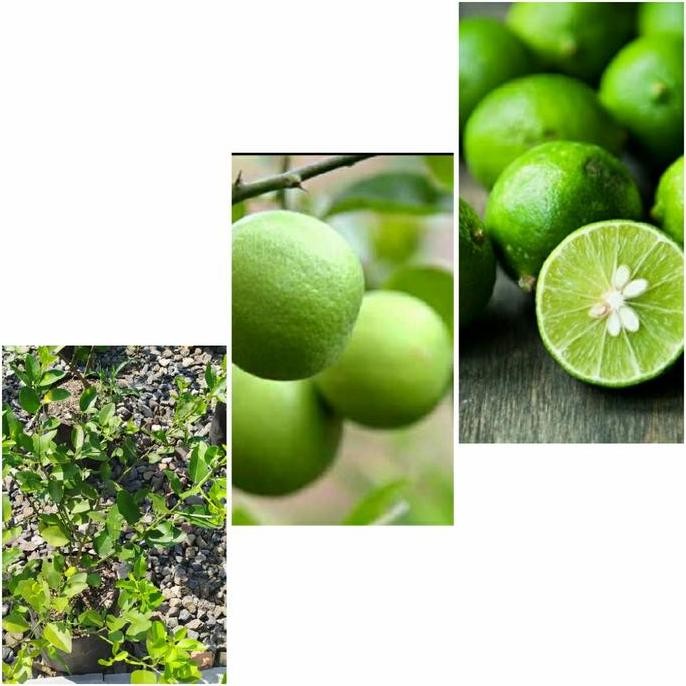 

Terlaris Bibit Jeruk Nipis Siap Berbuah