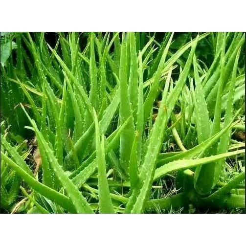 

Terlaris Unik Paket 5 Bibit Tanaman Lidah Buaya Limited