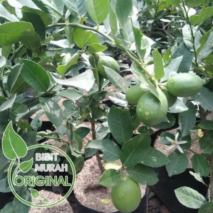 

Terlaris Garansi Bibit Jeruk Nipis Kondisi Berbuah Atau Berbunga