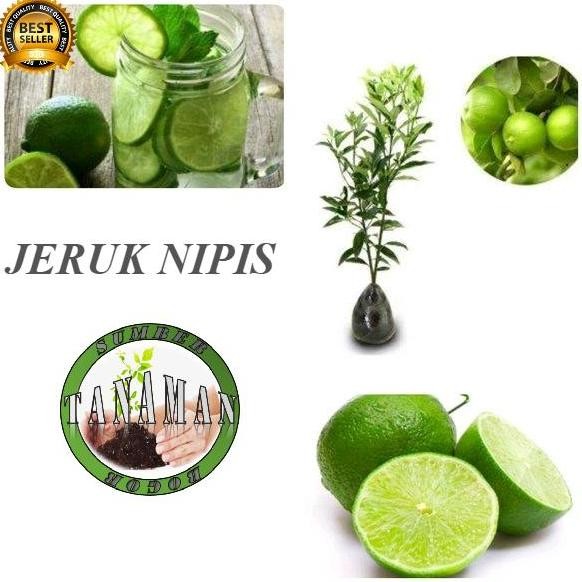 

Terlaris Bibit Pohon Tanaman Buah Jeruk Nipis