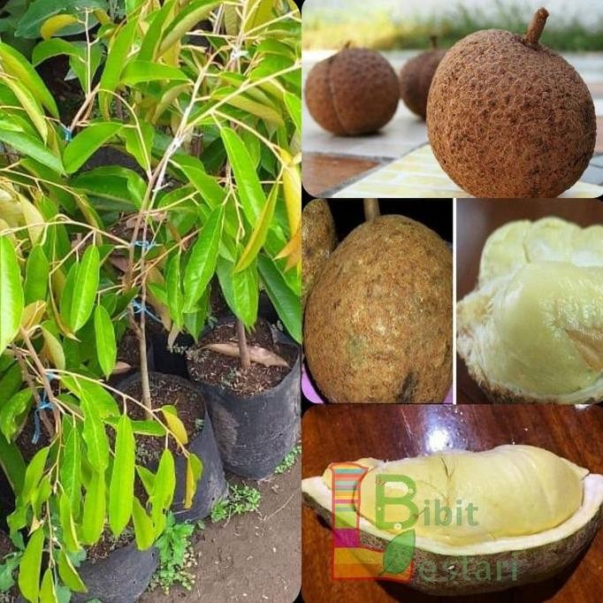 Terlaris Bibit Durian Gundul Langka Cepat Berbuah - Durian Gundul Okulasi
