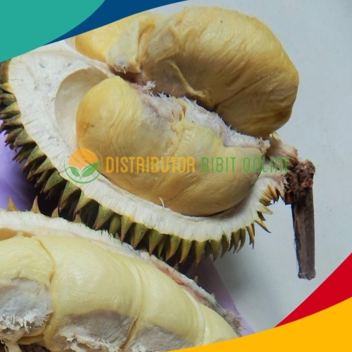 

Terlaris Bibit Tanaman Buah Durian Petruk Cccc