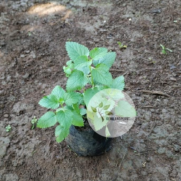 

Terlaris Bibit Pohon Lemon Blam - Tanaman Lemon Mint - Daun Mint - Obat Herbal