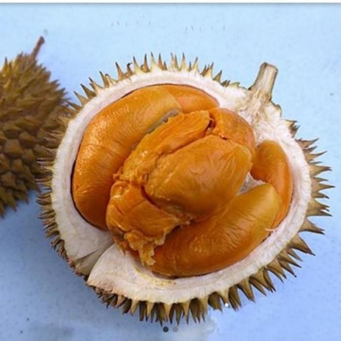 

Terlaris Bibit Tanaman Durian Duri Hitam Kaki 3 Tinggi 1M Up
