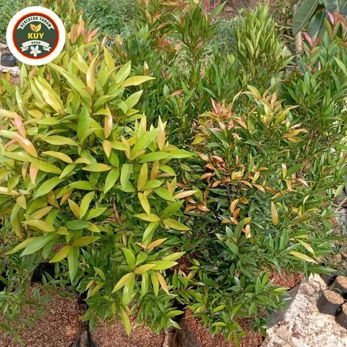 pucuk merah 1 meter tanaman pucuk merah