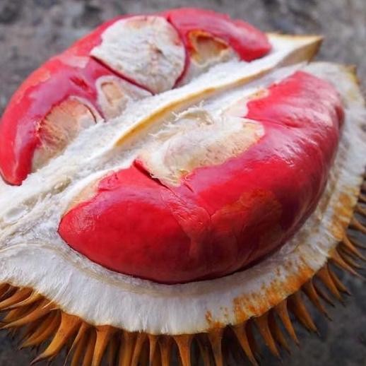 

Terlaris Bibit Tanaman Buah Durian Merah Banyuwangi Pohon Durian Merah Okulasi