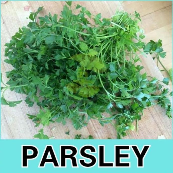 

Terlaris Benih Bibit Herbal Benih Herb Daun Mint Rosemery Thyme Oregano Parsley