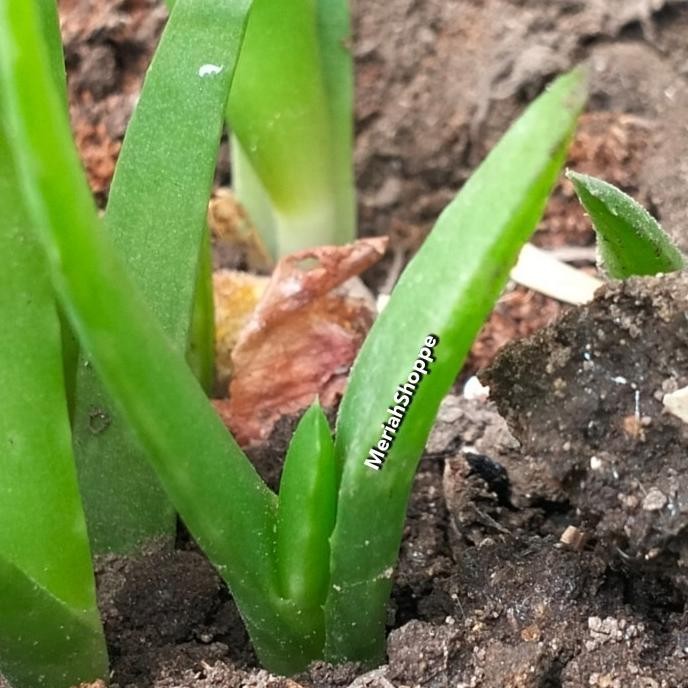 

Terlaris Tunas Tanaman Bibit Benih Lidah Buaya Aloevera Aloe Vera Medan Meriah