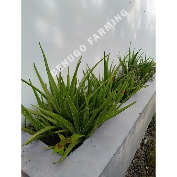 

Terlaris Bibit Unggul Lidah Buaya - Aloevera Jumbo Super Ulebpw 1687Ih