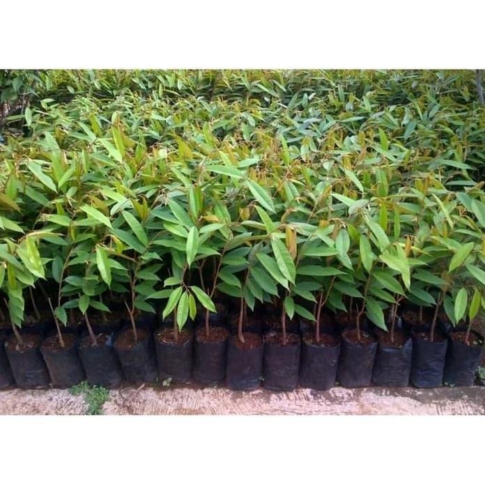 

Terlaris Bibit Tanaman Buah Durian