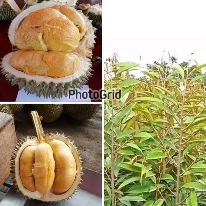 

Terlaris Bibit Durian Duri Hitam Okulasi