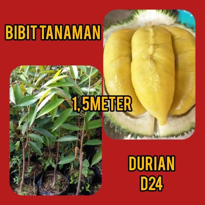 

Terlaris Bibit Durian D 24 / Matahari 1.5 Meter