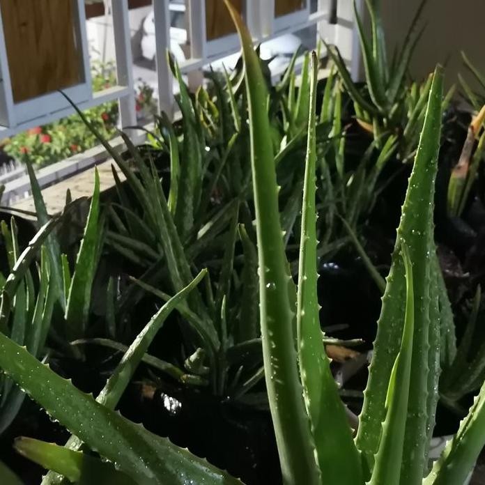 

Terlaris Bibit Tanaman Lidah Buaya Aloe Vera