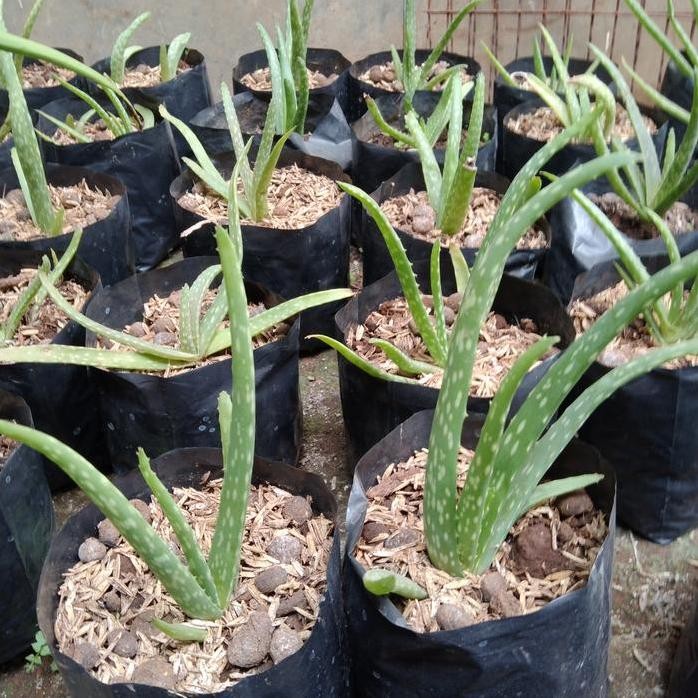 

Terlaris Bibit Lidah Buaya Chinensis