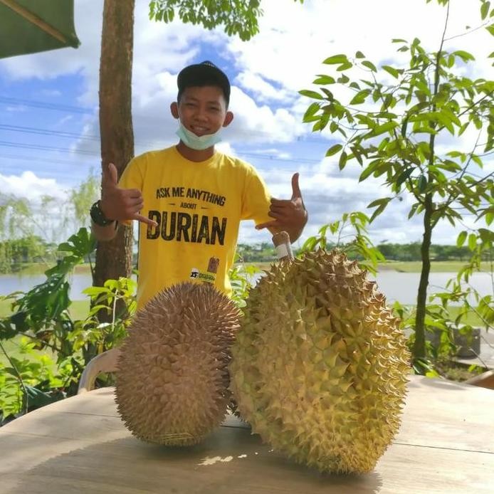 

Terlaris Bibit Durian Matahari Bangkok .