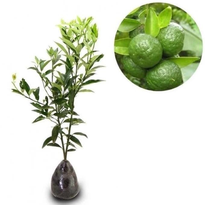 

Terlaris Bibit Tanaman Jeruk Limau Sambal Okulasi - Pohon Jeruk Nipis Mini - Tabulampot Jeruk - Siap Panen
