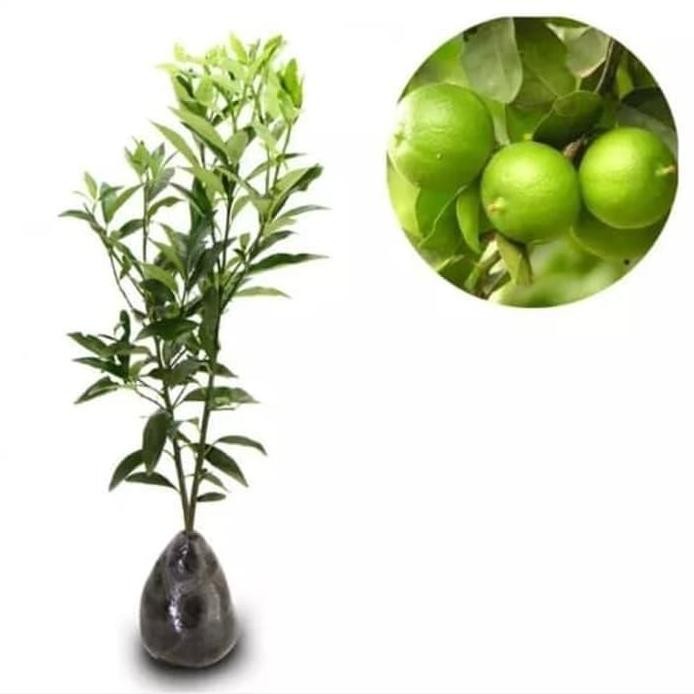 

Terlaris Bibit Pohon Buah Jeruk Nipis - Tanaman Jeruk