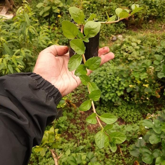 

Terlaris Bibit Mint, Daun Mint, Tanaman Mint, Penny Royal, Pennyroyal Mint