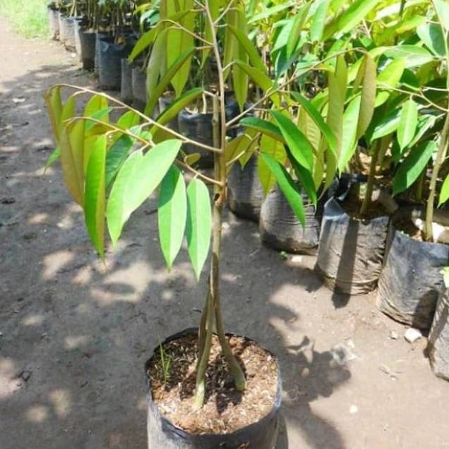 

Terlaris Bibit Durian Musangking Kaki Tiga