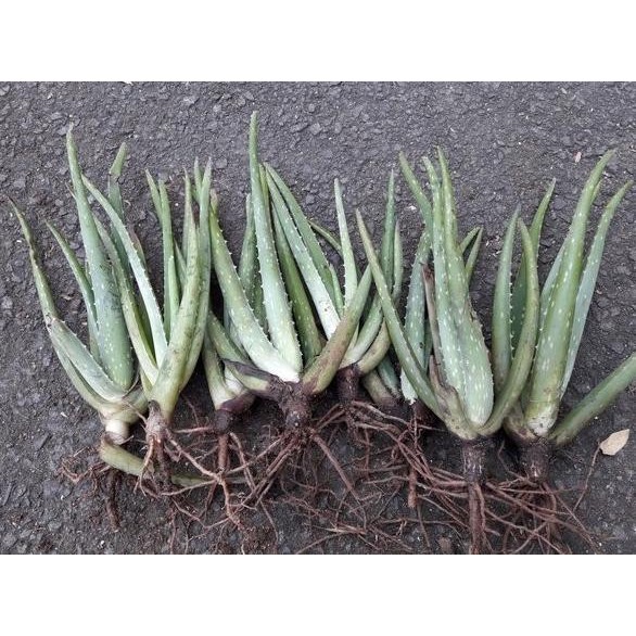 Terlaris Bibit Lidah Buaya - Lidah Buaya Jumbo - Lidah Buaya Kalimantan