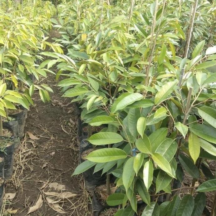 

Terlaris Pohon Durian Petruk Okulasi Bibit Tanaman Pohon Buah Durian Petruk