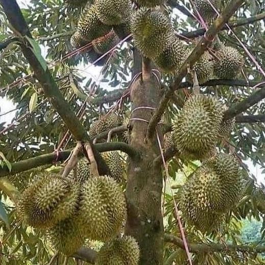 

Terlaris Bibit Durian Super Tembaga