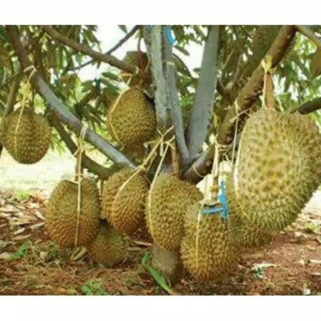 

Terlaris Bibit Durian Bawor