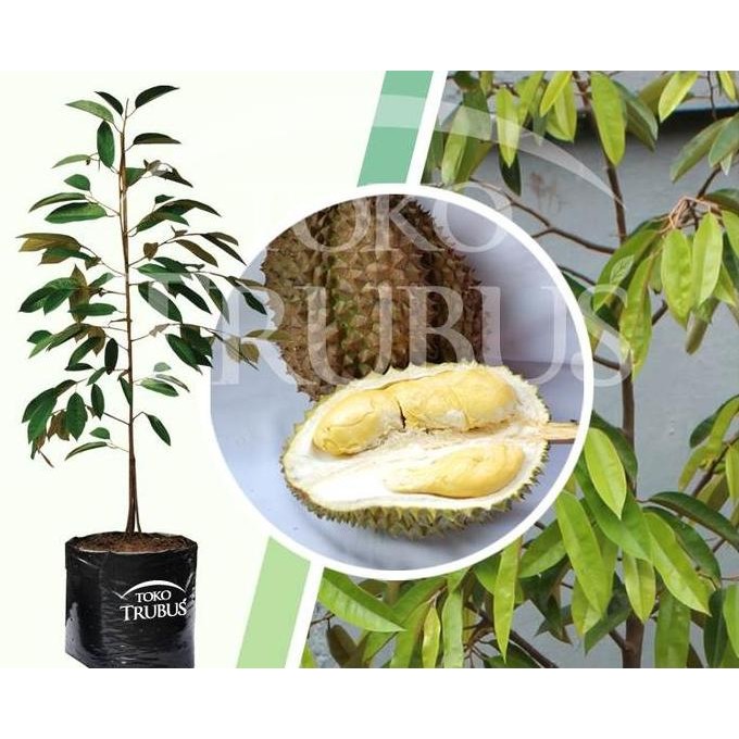 

Terlaris Bibit Tanaman Buah Durian Bawor