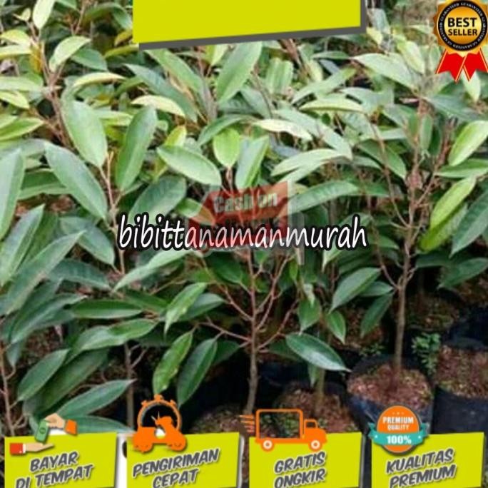 

Terlaris Bibit Durian Musangking