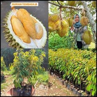 

Terlaris Bibit Durian Tembaga Malaysia Super Okulasi