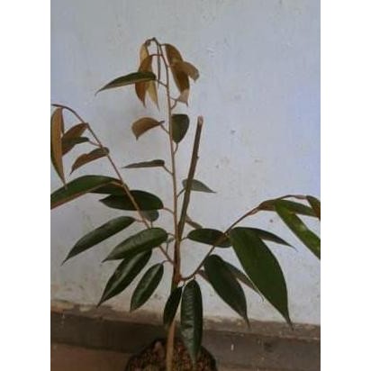 

Terlaris Orisinil Bibit Buah Durian Udang Merah Unggul|Bibit Durian Udang Merah