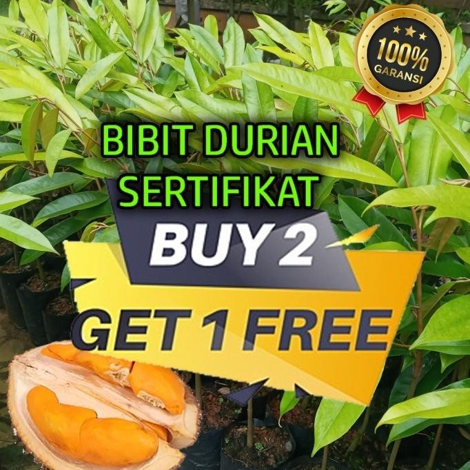 

Terlaris Jual Bibit Durian Musangking Asli