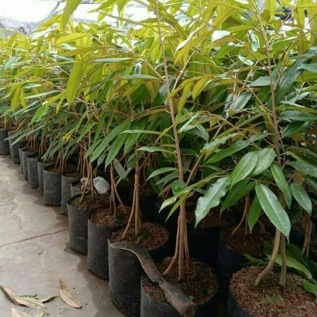 

Terlaris Bibit Buah Durian Kaki 3 Murah - Bebas Pilih Varietas - Bibit Okulasi