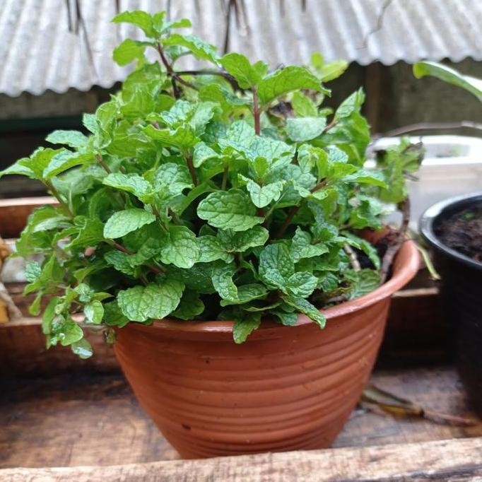 

Terlaris Bibit Tanaman Daun Mint
