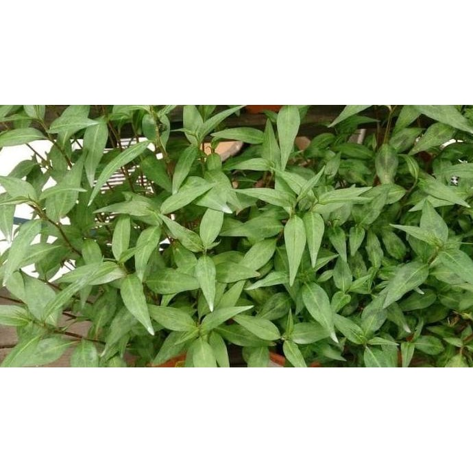 

Terlaris Bibit Tanaman Kesum / Daun Laksa / Mint Vietnam