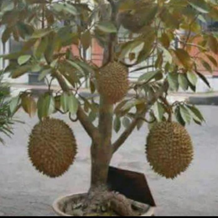

Terlaris Bibit Buah Durian Montong Bisa Berbuah Dalam Pot(Tabulapot)