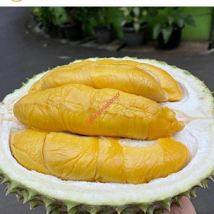 

Terlaris Bibit Durian Musangking 30-40Cm