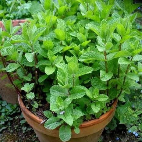 

Terlaris Biji Benih Bibit Herbal Daun Mint Spearmint - Aroma Mint Segar