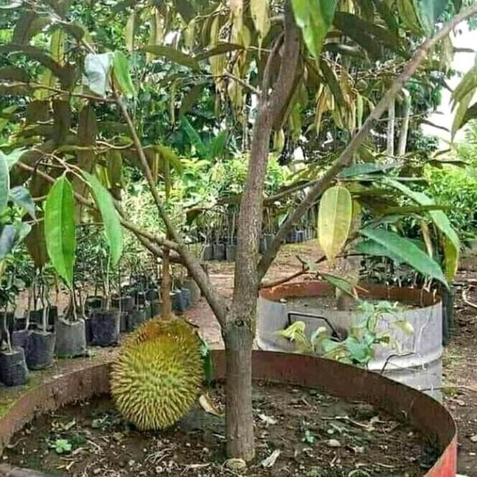 

Terlaris Bibit Tanaman Buah Durian Mhontong