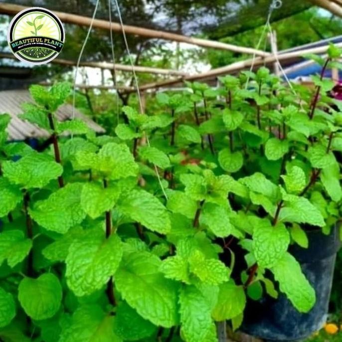 

Terlaris Bibit Tanaman Daun Mint Wangi / Daunt Mint Gantung / Daun Mint Asli