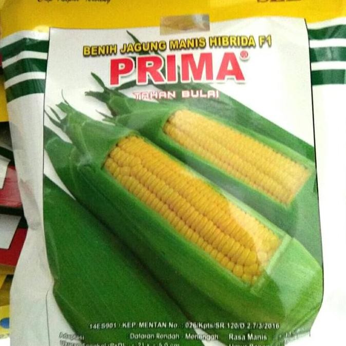 || BANANA / Benih Jagung Manis Prima 250 gram ||~~~