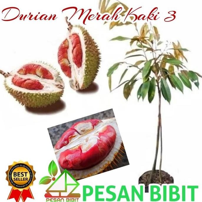 

Terlaris Bibit Durian Merah Kaki 3