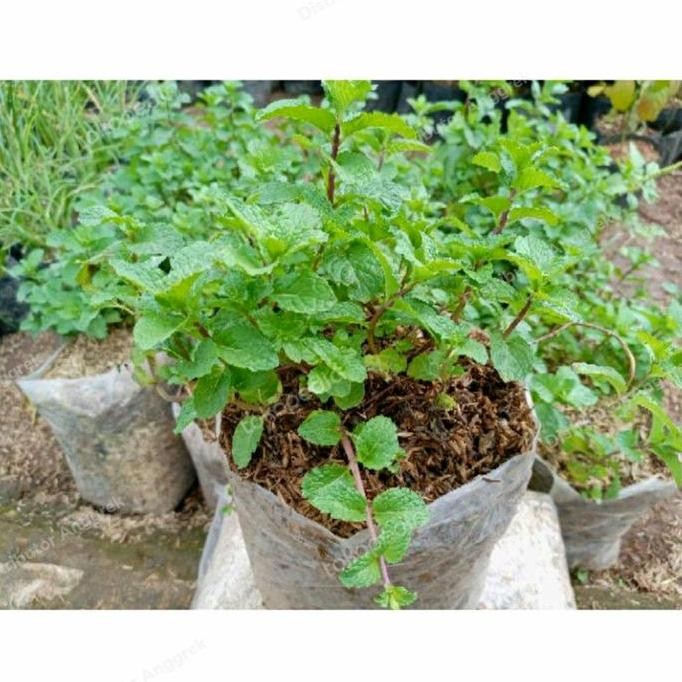 

Terlaris Bibit Daun Mint Herbal Mint