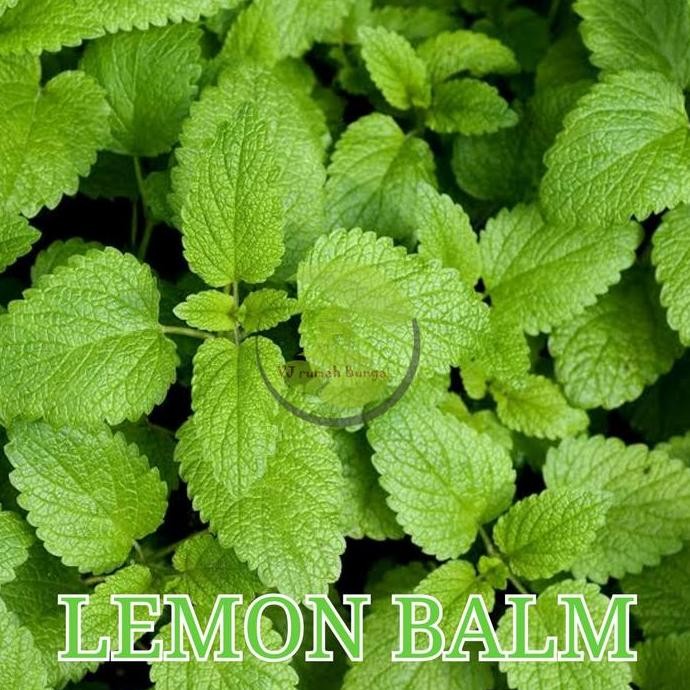 

Terlaris Benih Bibit Herbal Daun Mint Lemon Balm