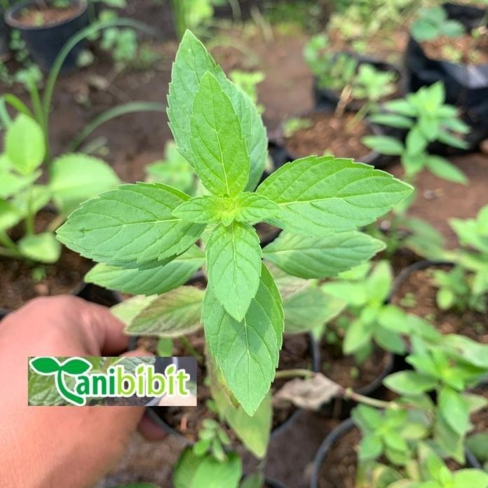 

Terlaris Bibit Daun Peppermint - Daun Mint Herbal Kutpwo 5496Dc