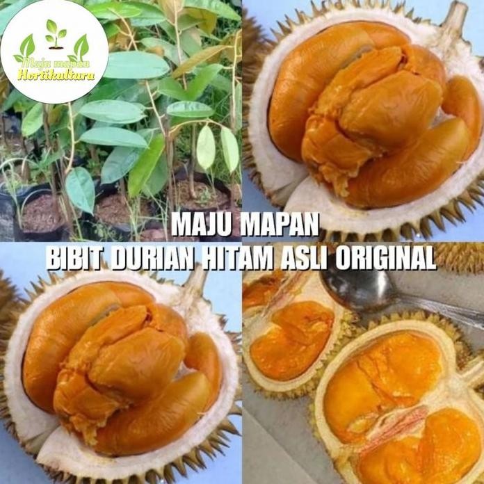 

Terlaris Bibit Durian Hitam Asli Unggul